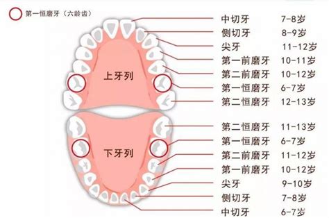 人有多少牙|人類牙齒